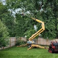 Best Fruit Tree Pruning  in Galax, VA